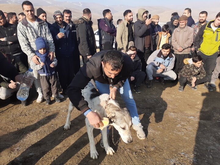 محکومیت لفظی "جنگ سگها" در مهاباد/برخورد قانونی بدون نتیجه