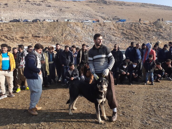 محکومیت لفظی "جنگ سگها" در مهاباد/برخورد قانونی بدون نتیجه