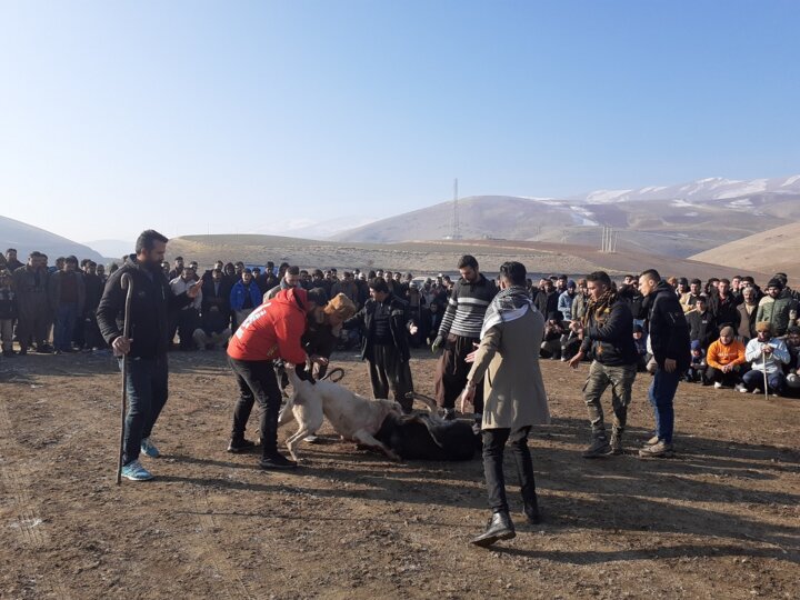 محکومیت لفظی "جنگ سگها" در مهاباد/برخورد قانونی بدون نتیجه