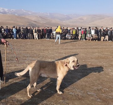 پیگرد قانونی درانتظار عاملان "جنگ سگ‌"در مهاباد/مجازات قانونی تا ۱۰ سال حبس