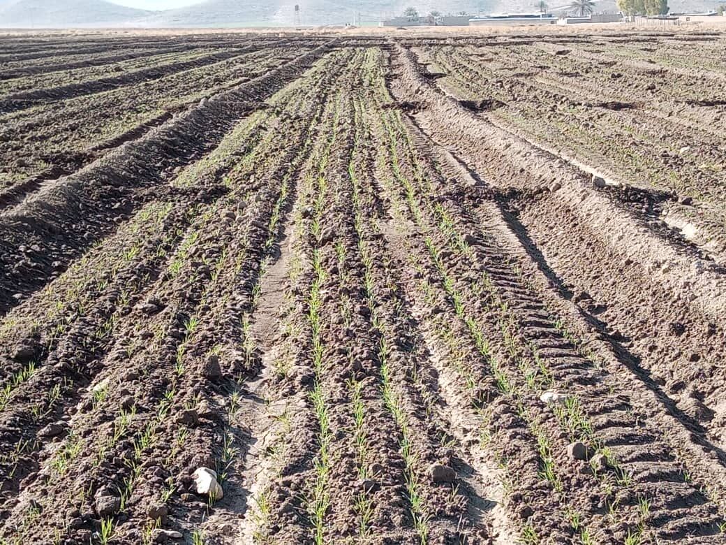 کاشت گندم در شهرستان فسا پایان یافت  کاشت گندم در شهرستان فسا پایان یافت