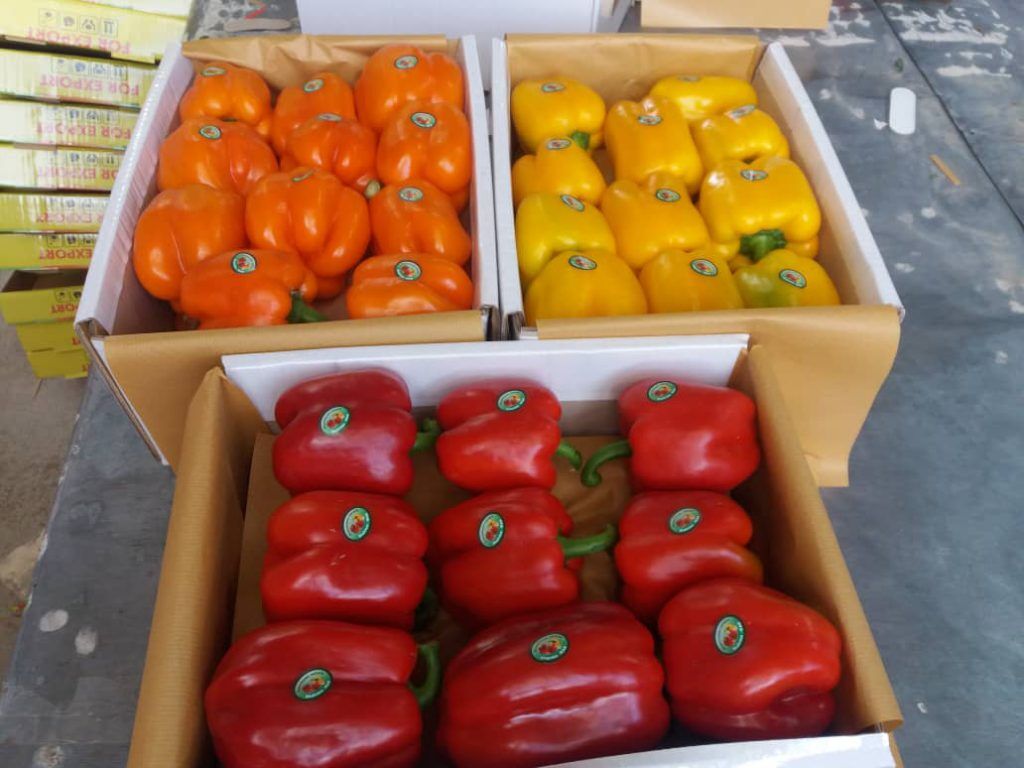 فلفل دلمهایهای مرجوعی و تلنگری که باید میخوردیم فلفل دلمهایهای مرجوعی و تلنگری که باید میخوردیم