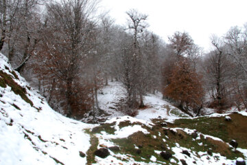 برف در جنگل و ییلاق رضوانشهر