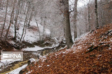 Snowfall in Rezvanshahr forest in Rasht