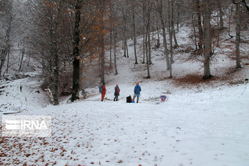 Snowfall in Rezvanshahr forest in Rasht