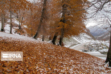 Snowfall in Rezvanshahr forest in Rasht