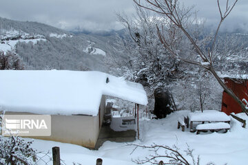 Snowfall in Rezvanshahr forest in Rasht