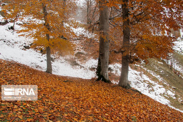 Snowfall in Rezvanshahr forest in Rasht