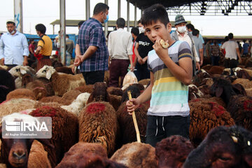 میدان فروش دام ۴۰ هکتاری، نیاز گلستان برای توسعه اقتصادی و دامپروری 