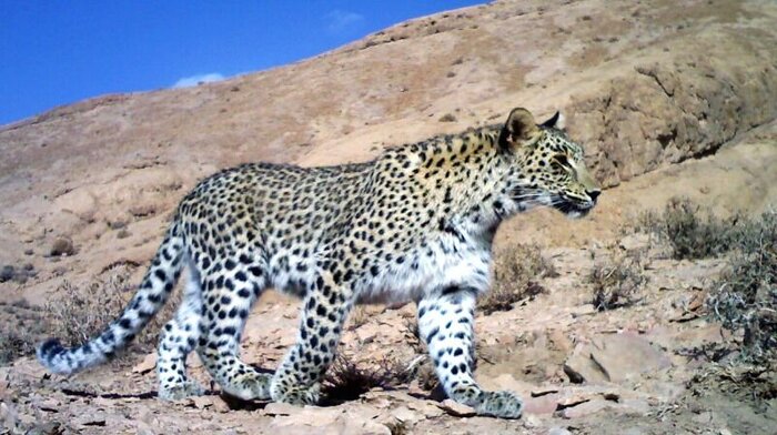 جدال نابرابر پلنگ ایرانی با خشکسالی