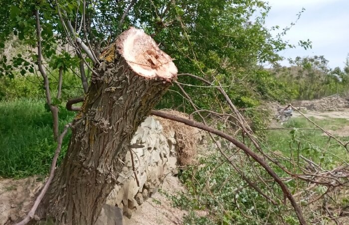 تیشه بر ریشه میراث طبیعی مرزنشینان خراسان شمالی