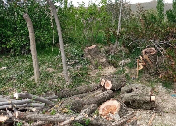 تیشه بر ریشه میراث طبیعی مرزنشینان خراسان شمالی