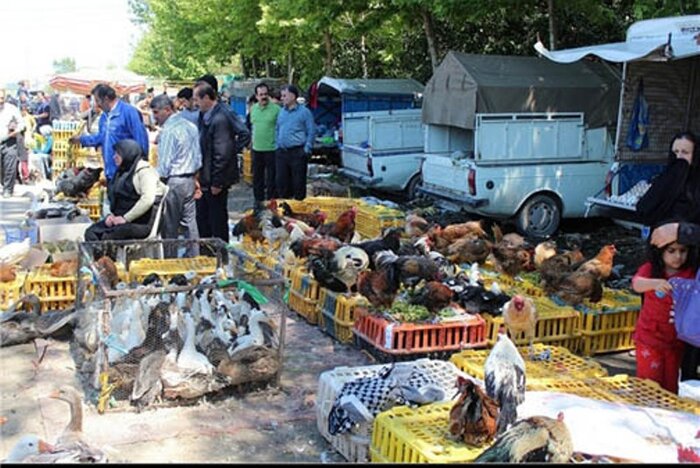 دامپزشکی مازندران نسبت به خرید مرغ از دستفروش‌ها هشدار داد