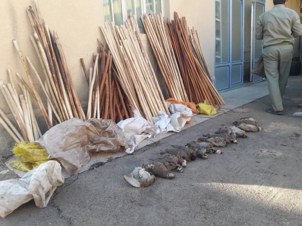 شکارچی ۲۶ قطعه کبک در زنجان دستگیر شد