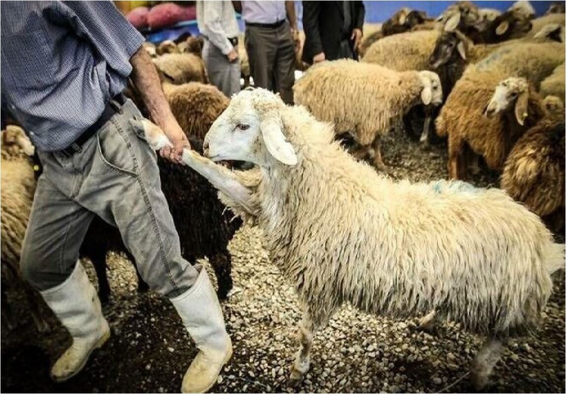 دامداران ماهشهری:کاه نباشد دام را راهی کشتارگاه می‌کنیم