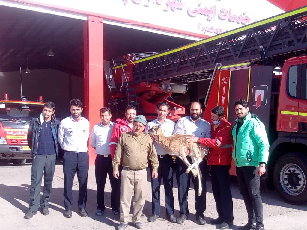 میشکوهی وحشی پس از بهبود در طبیعت رها سازی شد میشکوهی وحشی پس از بهبود در طبیعت رها سازی شد