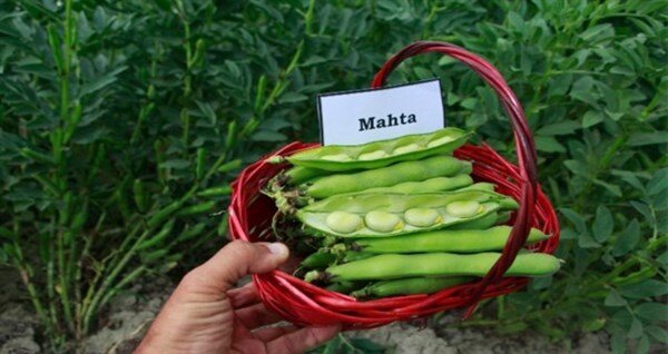 "مهتا" بذر جدید باقلا جایگزین مناسبی برای کشت پاییزه است