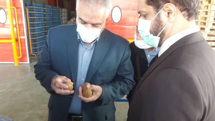 انگ تجارت مغشوش بر پیشانی کیوی مازندران