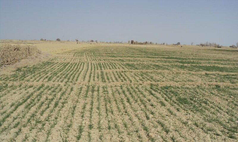 کارشناس زراعت: سال زراعی جاری در ۹ هزار هکتار اراضی یزد گندم کشت شد  
