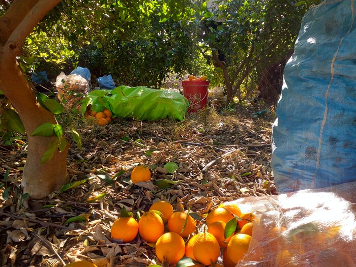 بازار میوه در یاسوج؛ مافیای ژنده پوش