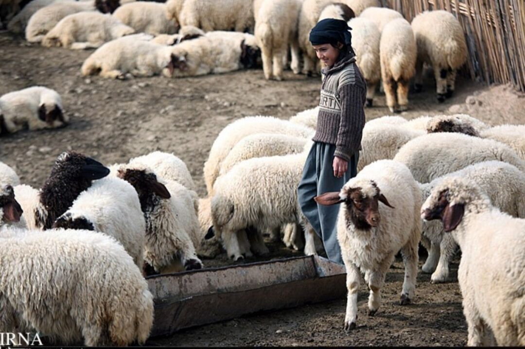 وزیر جهادکشاورزی: صادرات دام زنده متوقف نشده است وزیر جهادکشاورزی: صادرات دام زنده متوقف نشده است