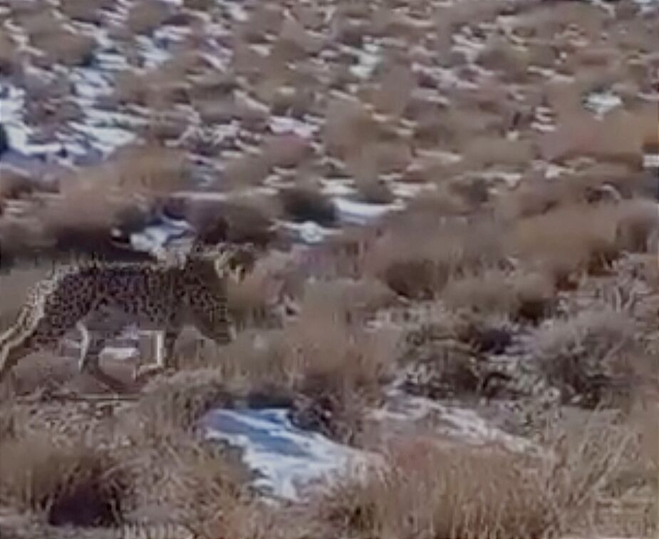 یک قلاده یوزپلنگ در میاندشت جاجرم مشاهده شد یک قلاده یوزپلنگ در میاندشت جاجرم مشاهده شد