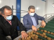 رفع مشکل صادرات کیوی مازندران در دستور کار قرار گرفت
