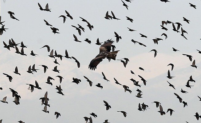 ترس از کلاغها؛ اینجا برای قدم زدن چتر لازم است