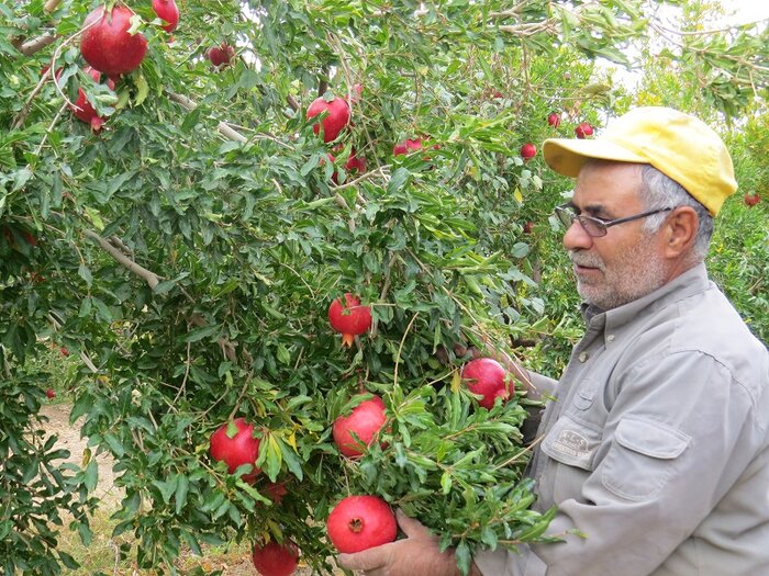 مدیر جهاد کشاورزی : تولید انار در برخی باغ های ابرکوه به ۳۰ تن در هکتار رسید