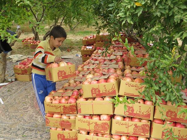 تولید انار امسال در برخی باغ های ابرکوه به ۳۰ تن در هکتار رسید