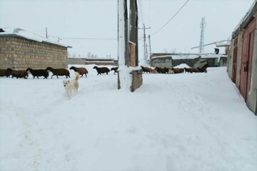 بارش برف در روستاهای تکاب