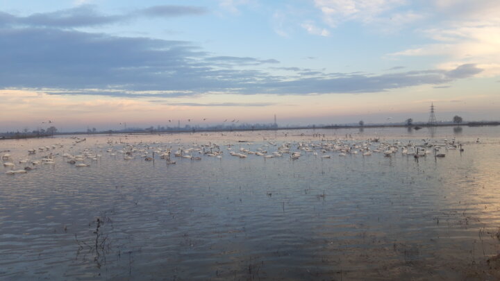 حال خوشِ پرندهنگری در تالاب سرخرود