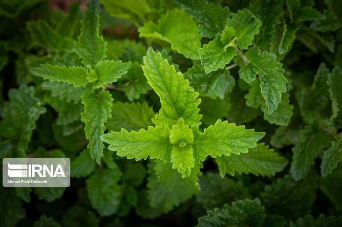 کشت گیاهان دارویی در چهارمحال و بختیاری؛ چالشها و فرصتها