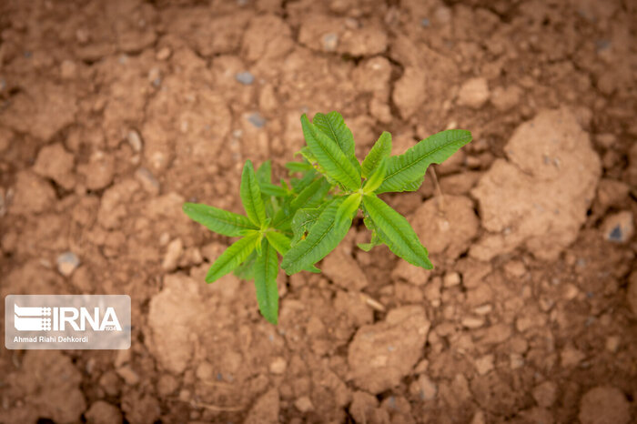کشت گیاهان دارویی در چهارمحال و بختیاری؛ چالشها و فرصتها