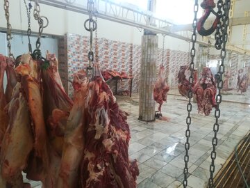 عشایر ایرانشهر امسال بیش‌از ۳۰۰ تن گوشت قرمز تولید کردند