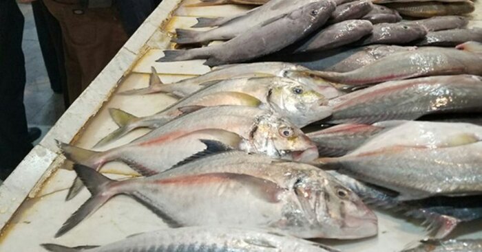 عوامل دخیل در قیمت ماهی، از شرایط جوی تا کاهش ذخایر و نبود اتحادیه