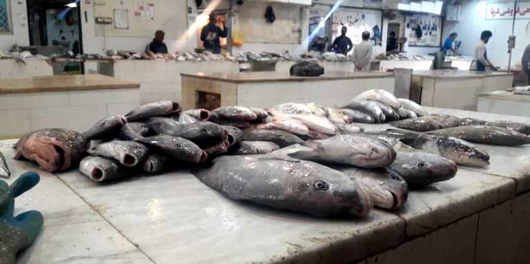 عوامل دخیل در قیمت ماهی، از شرایط جوی تا کاهش ذخایر و نبود اتحادیه