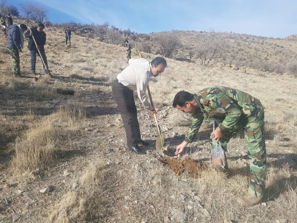 افزون بر ۷۰ هکتار از اراضی جنگلی آسیبدیده ارسنجان بذرکاری شد