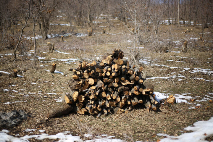 سند پیشنویس جنگلداری اجتماعی؛ راهکاری پایدار برای حفظ جنگلهای زاگرس