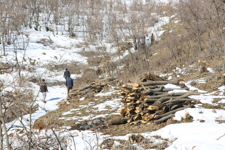 جور جنگل بر گردن خورشید