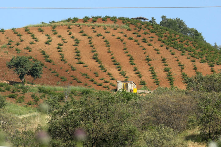 خراسان شمالی سبز میشود