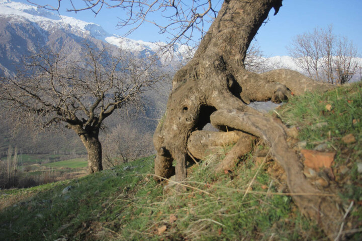 سند پیشنویس جنگلداری اجتماعی؛ راهکاری پایدار برای حفظ جنگلهای زاگرس