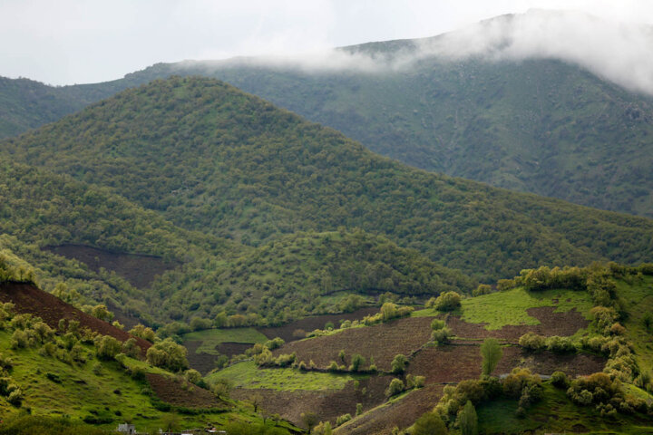 استفاده از هوش مصنوعی برای پایش جنگل های کرمانشاه