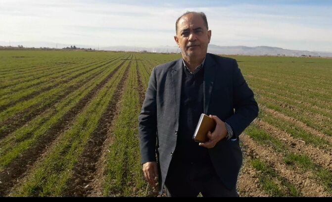 گندم قراردادی در۲۵۰ هزار هکتار از اراضی کشور کشت شد گندم قراردادی در۲۵۰ هزار هکتار از اراضی کشور کشت شد