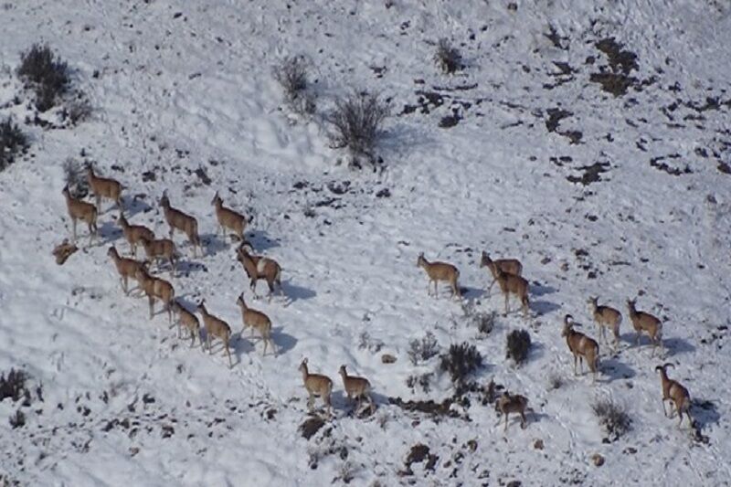 خبرهای کوتاه محیط زیست کردستان خبرهای کوتاه محیط زیست کردستان