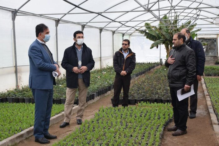 شهردار: ۵۰ درصد نهال و گل مصرفی شهر مراغه توسط شهرداری تولید میشود
