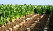 تولید هفت رقم بذر چغندر قند در البرز