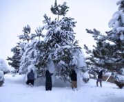 برف‌تکانی درختان سطح شهر بوکان 