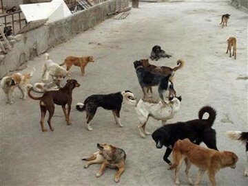 مخاطره امنیت و سلامت عمومی شهروندان گناباد توسط سگ‌های ولگرد