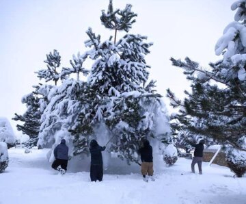 درخت تکانی شبانه روزی پرسنل شهرداری بوکان برای جلوگیری از شکستن شاخه های درختان